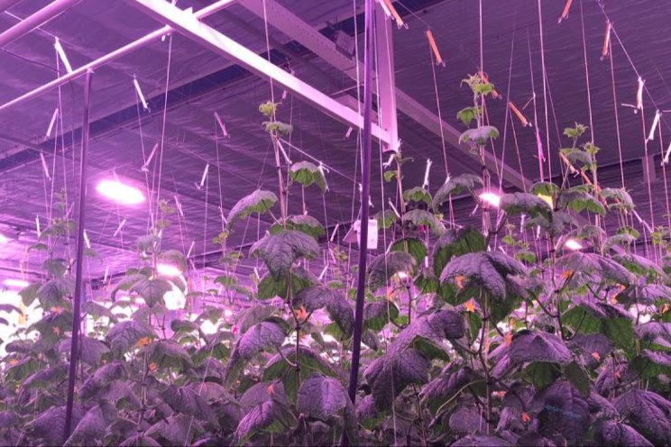 Komkommerteelt naar optimaal lichtspectrum