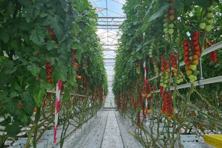 Proef het eigen karakter van Harmoniz Seeds Proef het eigen karakter van Harmoniz Seeds