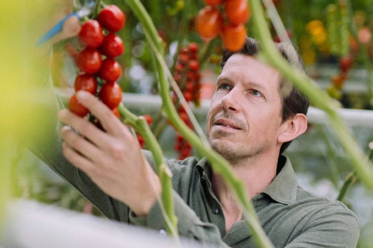 Tomaten van morgen telen Tomaten van morgen telen