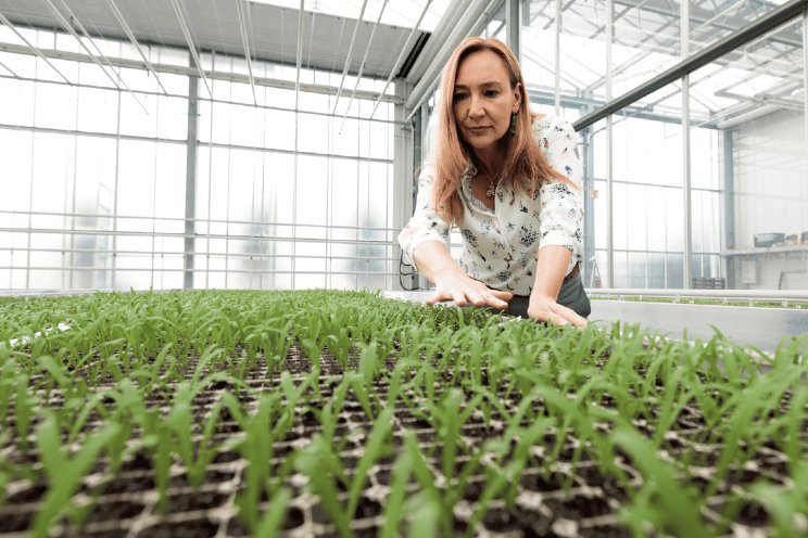 Rijk Zwaan werkt aan 'hufterproof' zaden Rijk Zwaan werkt aan 'hufterproof' zaden