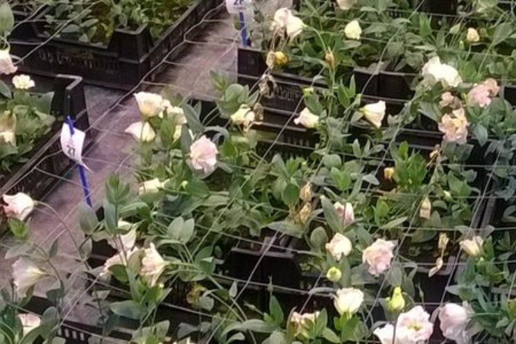 Factsheet verbeterde beheersing Fusarium Factsheet verbeterde beheersing Fusarium