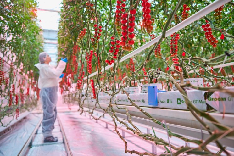 Grodan en Philips verlagen warmte-input tomaten