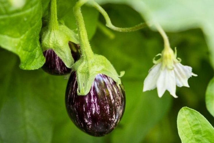 Start aubergineseizoen Start aubergineseizoen