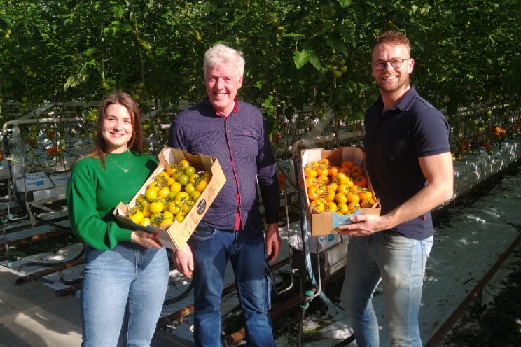 Gekleurde trostomaten voor het goede doel Gekleurde trostomaten voor het goede doel