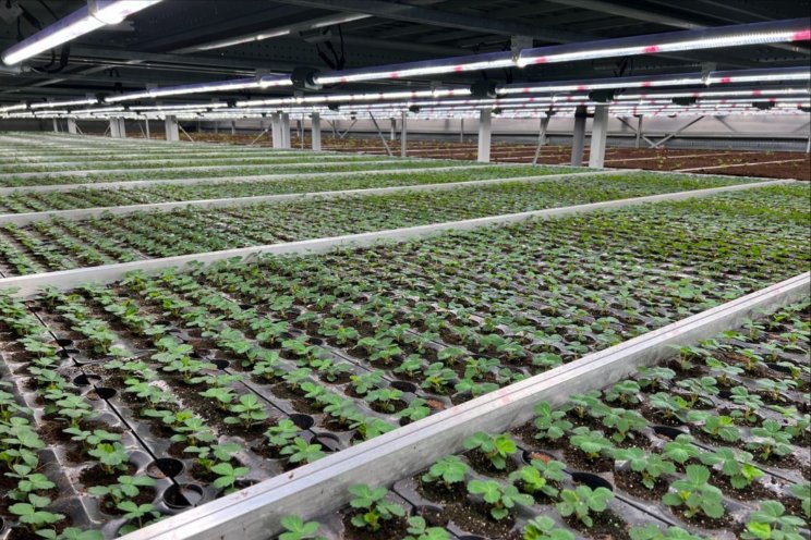 Eerste commercile F1-Hybride aardbeiplanten