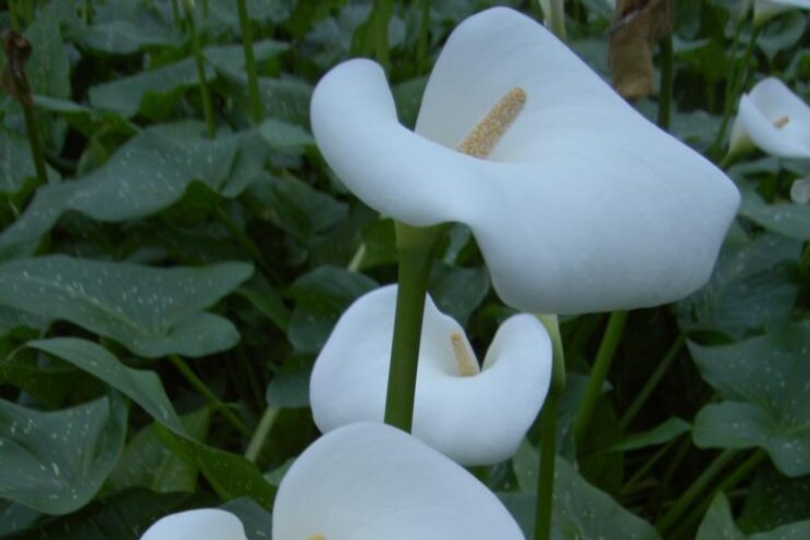 Gespot: Zantedeschia