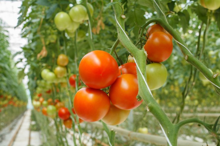 Meer tomaten dankzij nanobubbles in water Meer tomaten dankzij nanobubbles in water