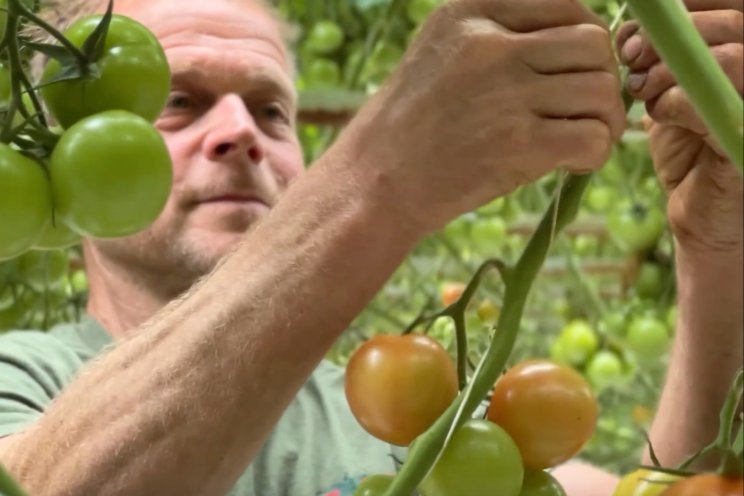 Duurzame tomaten met volledig afbreekbaar touw Duurzame tomaten met volledig afbreekbaar touw
