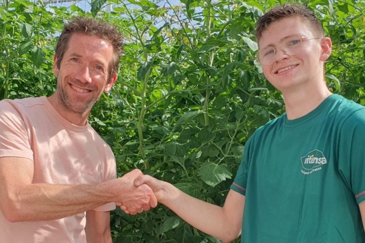Eerste biologische snoeptomaten geoogst