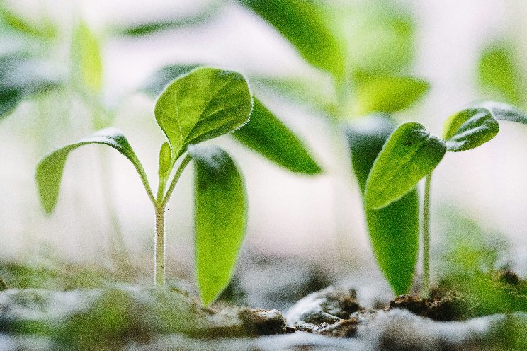 Plant in schaduw krijgt meer licht dan gedacht Plant in schaduw krijgt meer licht dan gedacht