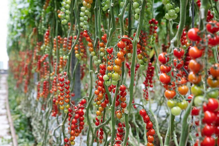 Ook BASF biedt tomaten met ToBRFV-resistentie Ook BASF biedt tomaten met ToBRFV-resistentie