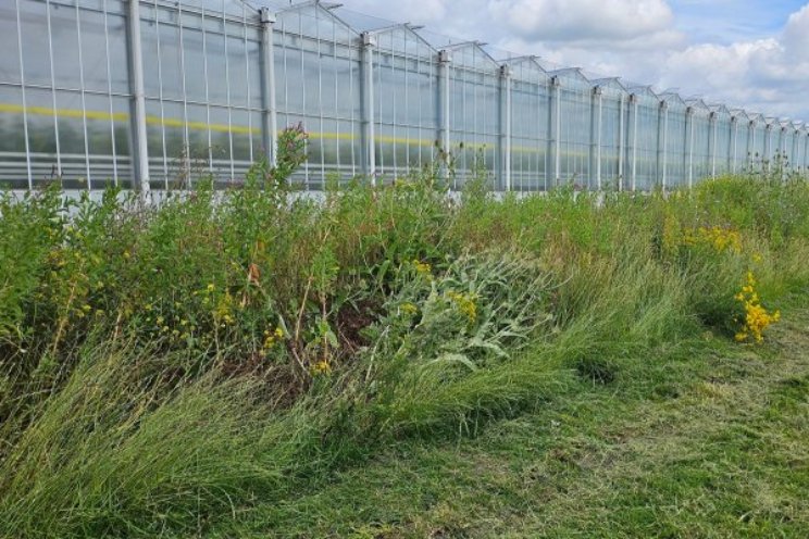 20 bedrijven testen biodiversiteitsstroken