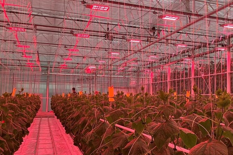 Belichte winterteelt komkommer verloopt goed Belichte winterteelt komkommer verloopt goed