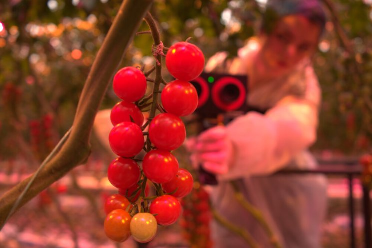 Geen ‘human error’ bij tomaten meten met AI Geen ‘human error’ bij tomaten meten met AI