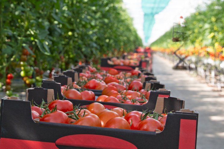 Eerste tomatenrassen met hoge ToBRFV-resistentie Eerste tomatenrassen met hoge ToBRFV-resistentie