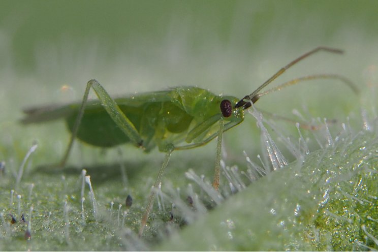 Zet in op gezonde opbouw Macrolophus-populatie