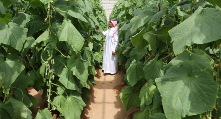 Tuinbouwmissie naar Saoedi-Arabi