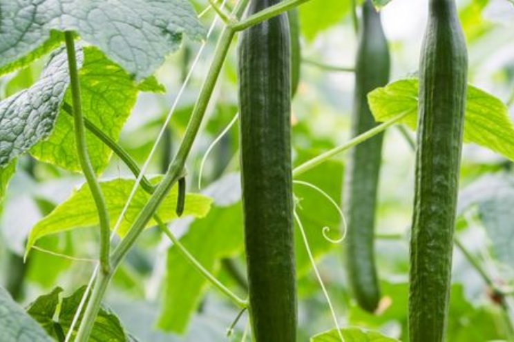 Spuittechniek en Precisie Gewasbescherming
