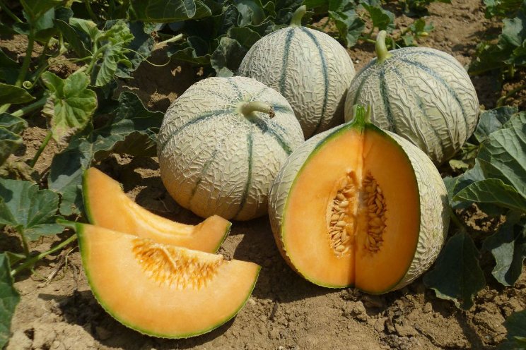BASF Vegetable Seeds neemt veredelaar over BASF Vegetable Seeds neemt veredelaar over