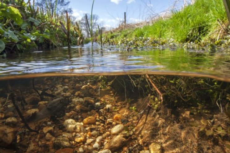 Een dikke onvoldoende voor waterkwaliteit Nederland Een dikke onvoldoende voor waterkwaliteit Nederland