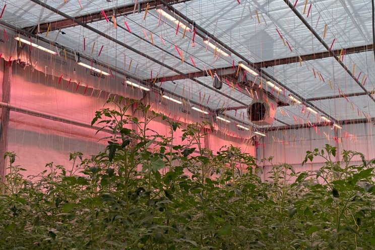 Tomatoworld 's winters open dankzij nieuwe LED's Tomatoworld 's winters open dankzij nieuwe LED's