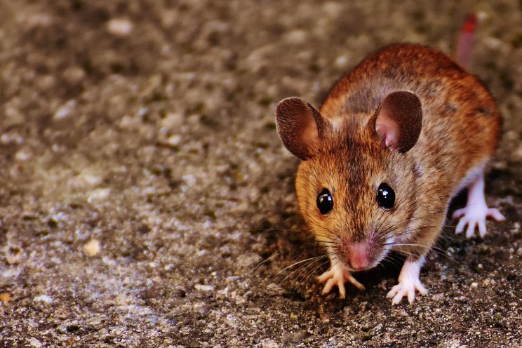 Meer bedrijven gesloten door muizen en ratten Meer bedrijven gesloten door muizen en ratten