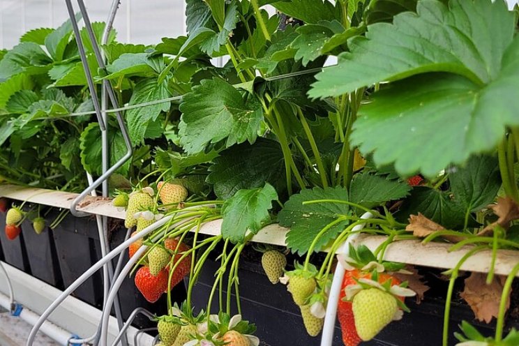Rapport: Energiegebruik bij low-chill aardbeien