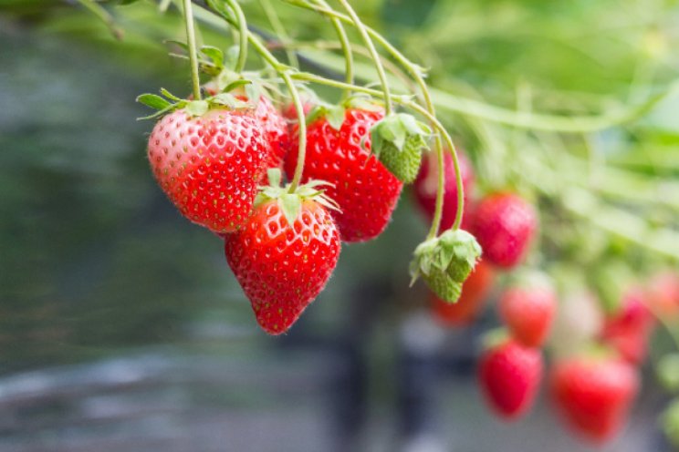 Uitdagingen aardbeienteelt gezamenlijk aangepakt Uitdagingen aardbeienteelt gezamenlijk aangepakt