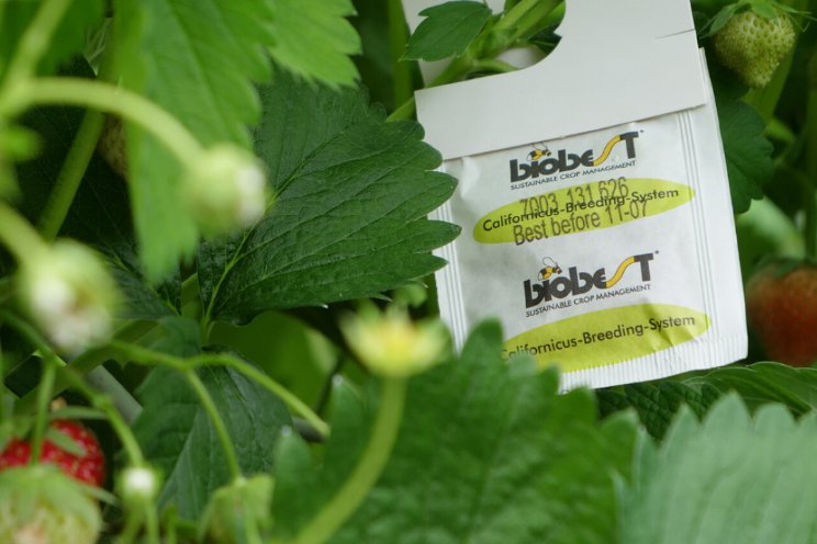Biologische bestrijders spint in aardbei Biologische bestrijders spint in aardbei