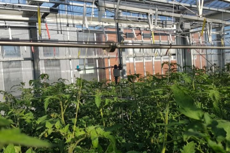 Computersimulatie leert om tomaten te telen Computersimulatie leert om tomaten te telen