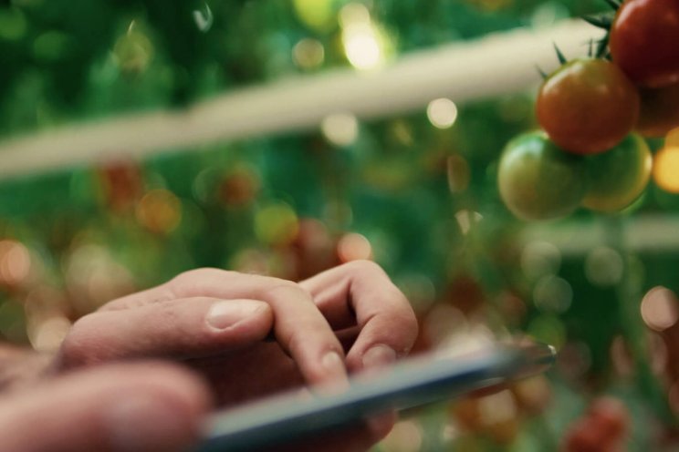 Source.ag wil AI-adoptie glastuinbouw versnellen