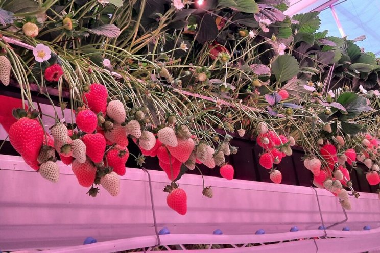 Naar een fossielvrije jaarrond aardbeienteelt Naar een fossielvrije jaarrond aardbeienteelt