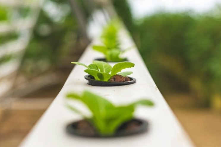 Succesvolle Masterclass Soilless Culture