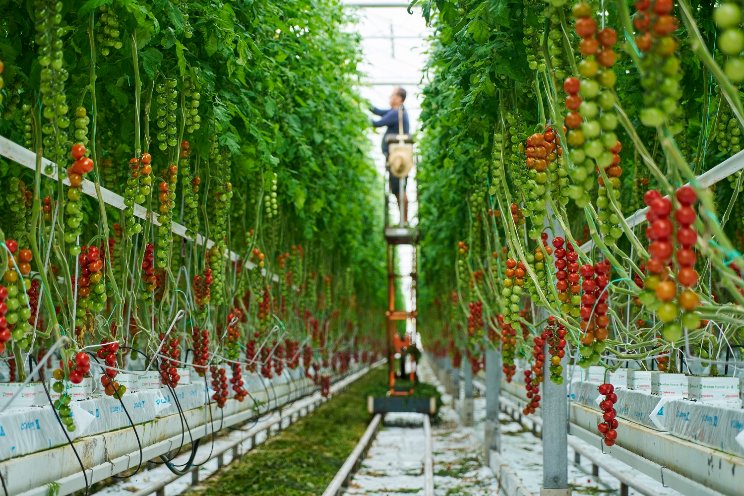 BelOrta en The Greenery bespreken samenwerking BelOrta en The Greenery bespreken samenwerking