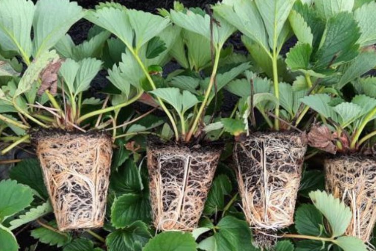 'Dompel aardbeiplant vóór stekken in biostimulant' 'Dompel aardbeiplant vóór stekken in biostimulant'