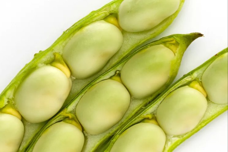 Storm Seeds neemt deel activiteiten BASF over Storm Seeds neemt deel activiteiten BASF over