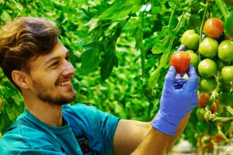 Houdt de tomatensector zich staande in 2023?