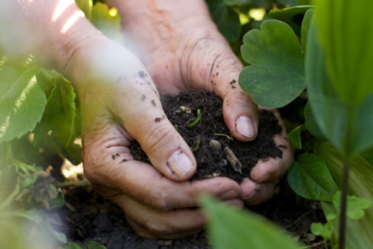 Jaarplan Plantgezondheid