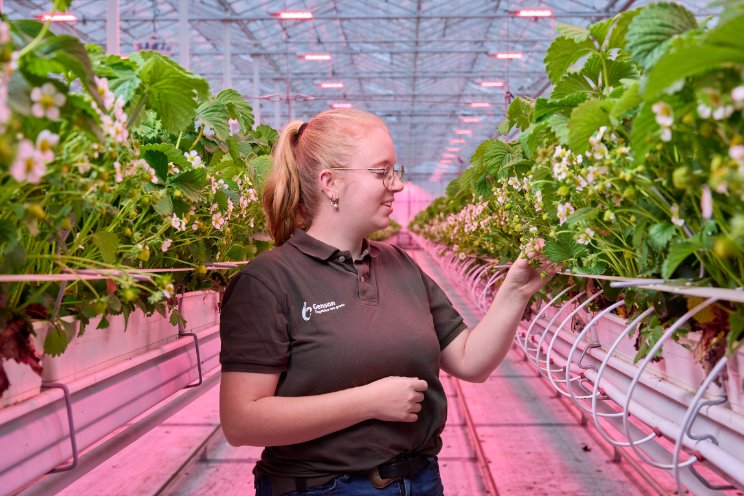 Genson teelt aardbeien in de winter onder LED