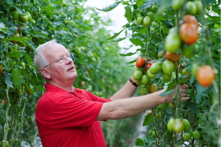 Tomaten Red Egg en Chica zijn klaar voor succes Tomaten Red Egg en Chica zijn klaar voor succes