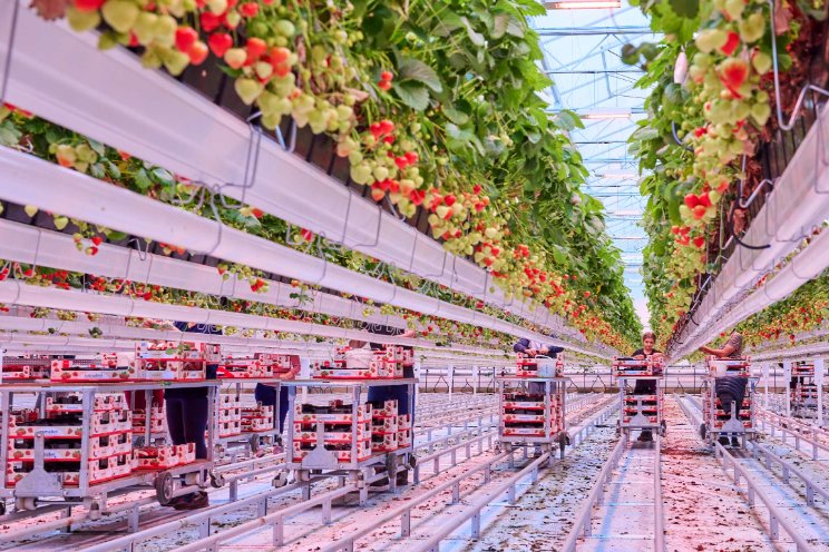 Het effect van verrood bij junidragers aardbeien