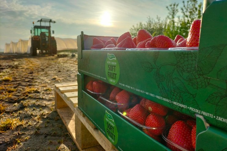 Aardbeien en bloemen: succesvolle combinatie? Aardbeien en bloemen: succesvolle combinatie?