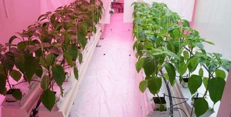 Effecten lichtspectrum op jaarrond teelt paprika Effecten lichtspectrum op jaarrond teelt paprika