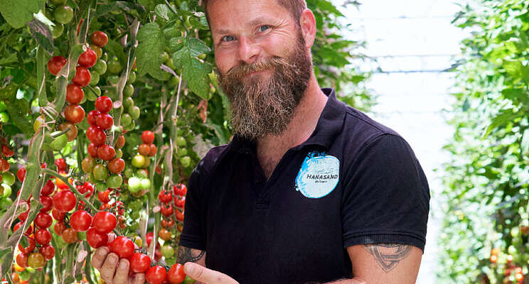 30% meer tomaten voor kwekerij Nedre Hanasand