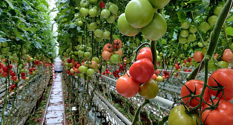 Opnieuw vrijstelling Verimark voor tomatenteelt