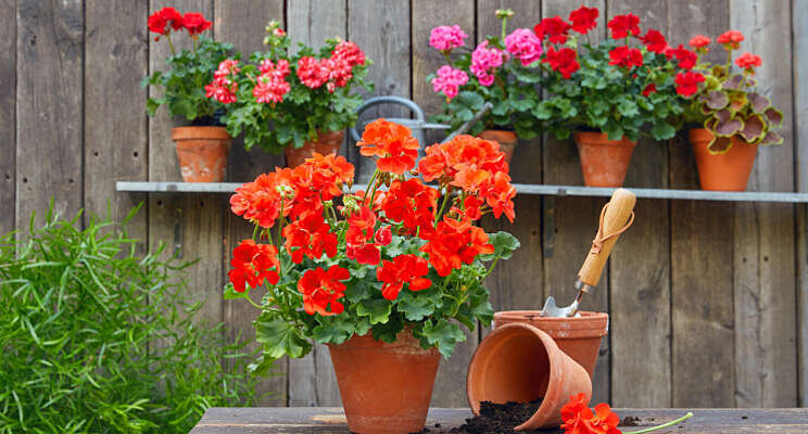 Bestemming voor 566 geraniums Bestemming voor 566 geraniums