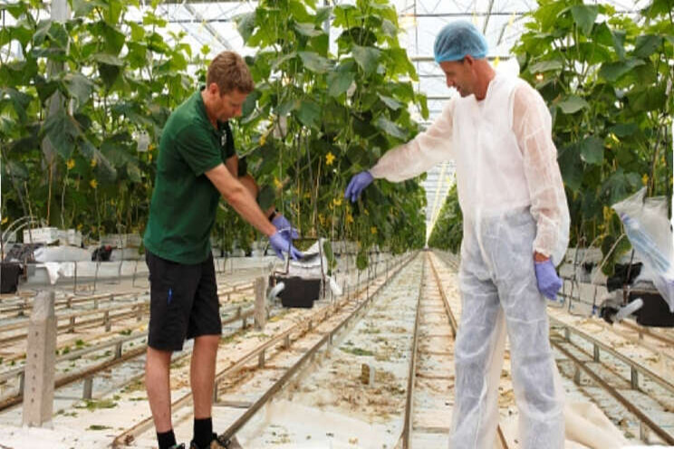 'Preventieve aanpak werkt in bestrijding Pythium'