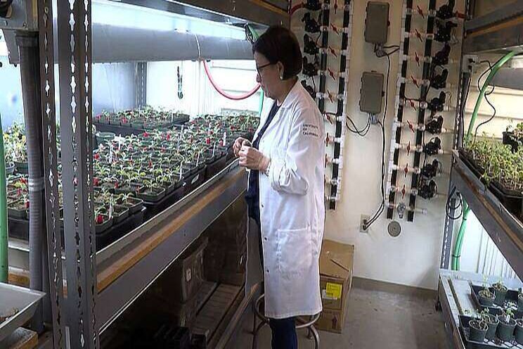 Vertical Farming Wednesday... tomatoes the next big crop Vertical Farming Wednesday... tomatoes the next big crop