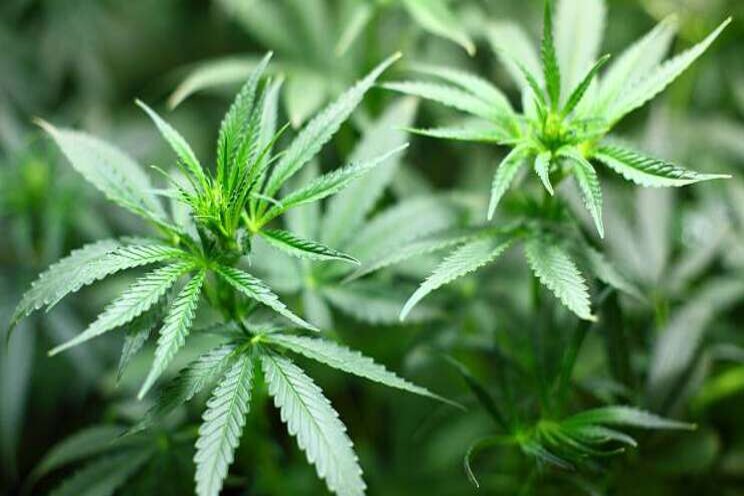 Aspirant cannabistelers stappen naar de rechter