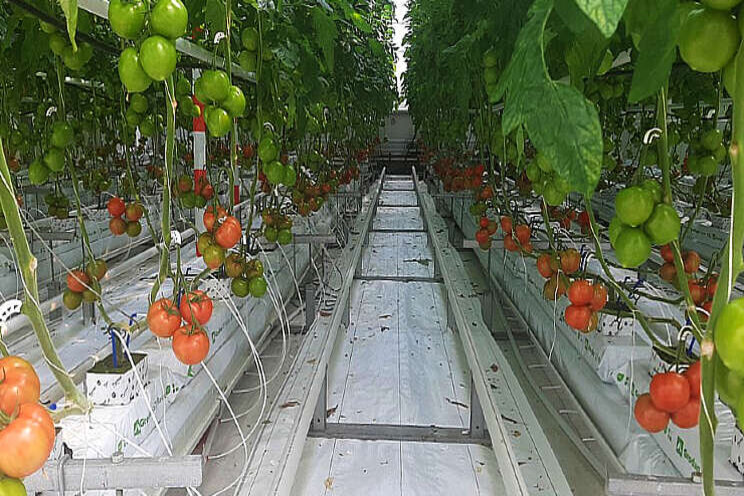 Nog geen groeireductie  door minder CO2 bij tomaat